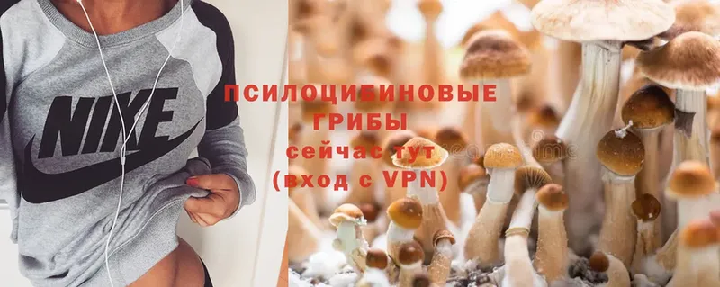 Псилоцибиновые грибы Psilocybe  наркошоп  Балтийск 